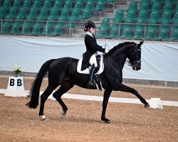 dressage horse Salome 316 (Württemberger, 2011, from Sir Donnerhall I)