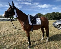 dressage horse Blütenfest (German Sport Horse, 2017, from Callaho's Benicio)