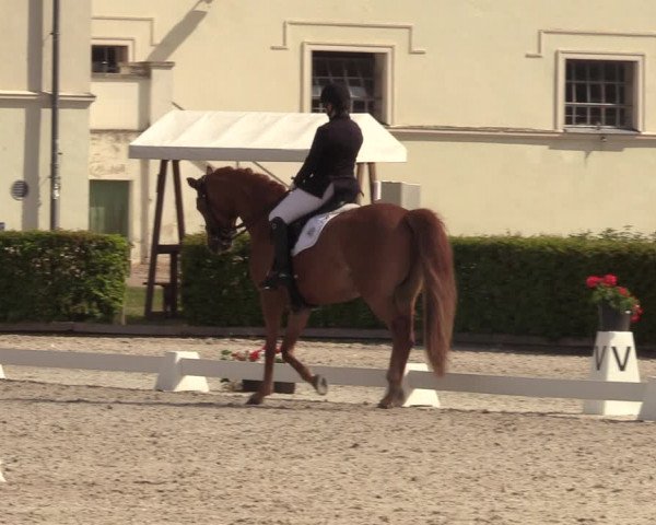 Reitturnier Neustadt/Dosse 2023