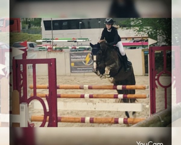 Springpferd Fame 177 (unbekannt, 2002) Springpferd Fame 177 (unbekannt, 2002)