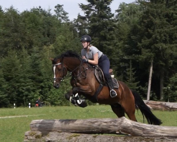 horse Acouro (Holsteiner, 2016, from Adagio de Talma)