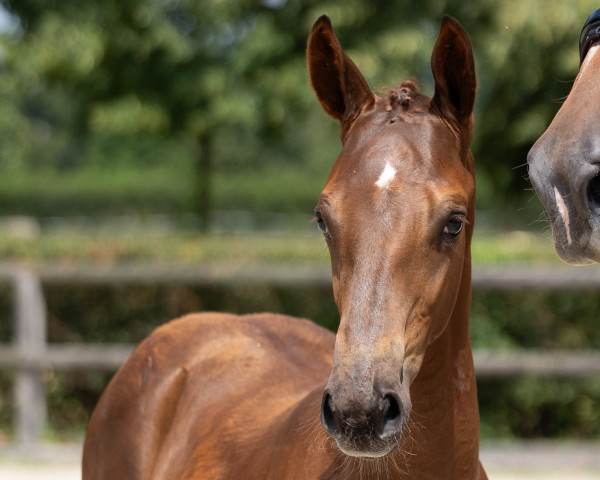 Pferd Abraxans Gesellenstück (Trakehner, 2023, von Imperio 3)