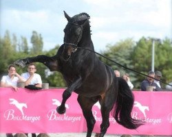 Deckhengst Montender (KWPN (Niederländisches Warmblut), 1994, von Contender)