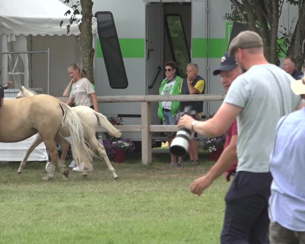 Horse24 Deutsches Fohlenchampionat 2023