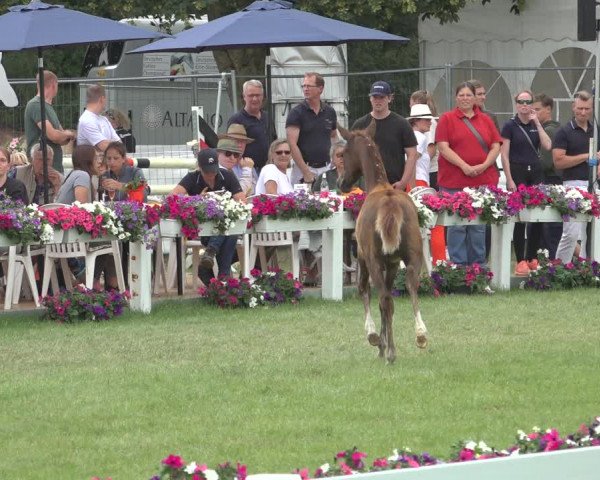 Horse24 Deutsches Fohlenchampionat 2023
