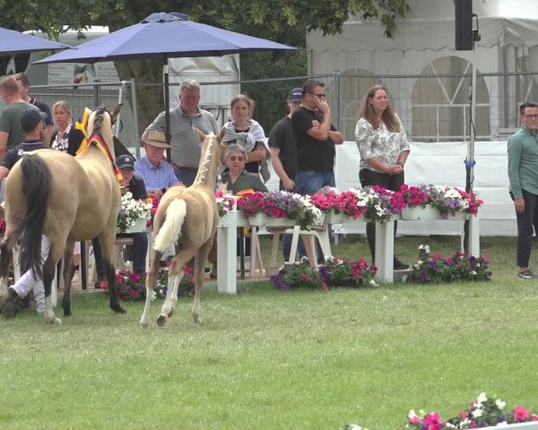 Horse24 Deutsches Fohlenchampionat 2023