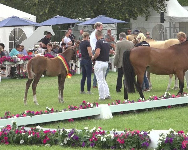 Horse24 Deutsches Fohlenchampionat 2023