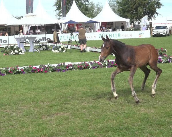 Horse24 Deutsches Fohlenchampionat 2023