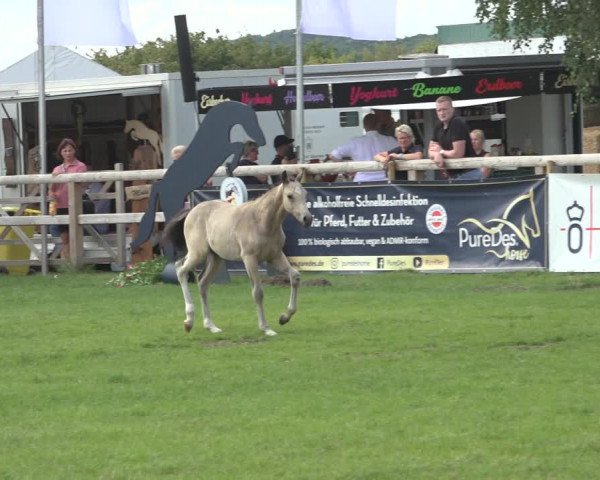 Horse24 Deutsches Fohlenchampionat 2023