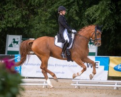 broodmare Ladylike 63 (Bavarian, 2008, from Fürst Schoelling)