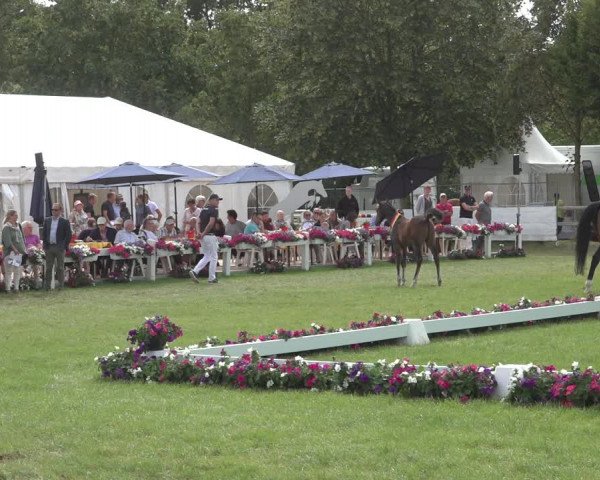 Horse24 Deutsches Fohlenchampionat 2023