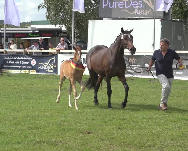Horse24 Deutsches Fohlenchampionat 2023