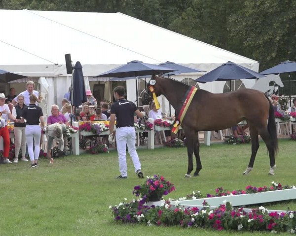 Horse24 Deutsches Elite-Stutenchampionat 2023
