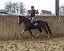 horse Stute von FS Numero Uno NRW / FS Champion de Luxe (German Riding Pony, 2020, from Fs Numero Uno)