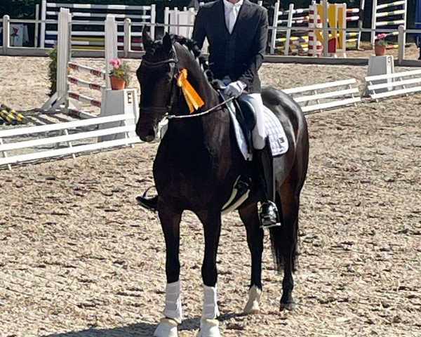 dressage horse Iceman 24 (Oldenburg, 2017, from Asgard's Ibiza)