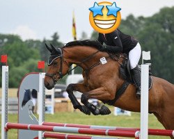 jumper Quartermaine P (German Sport Horse, 2012, from Quicksilber)