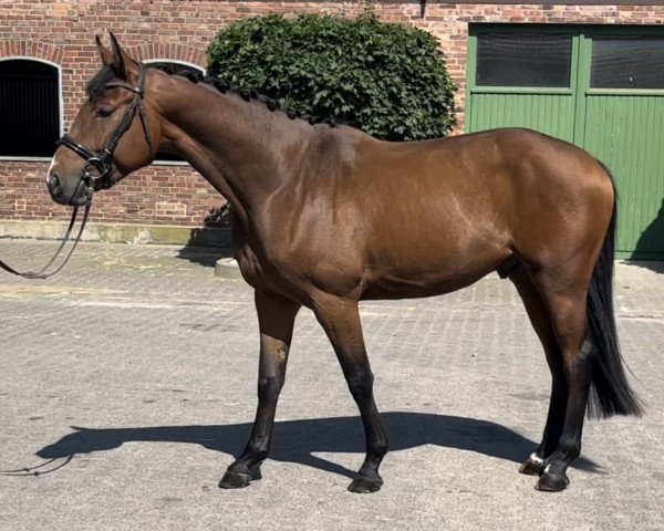 horse Cloverleaf YH (Westphalian, 2020, from K.i Checkter)
