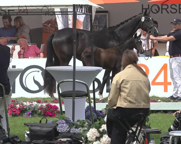 Horse24 Deutsches Fohlenchampionat 2023