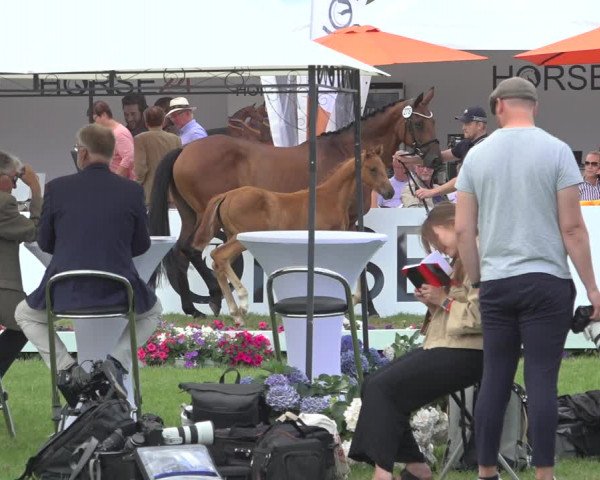 Horse24 Deutsches Fohlenchampionat 2023