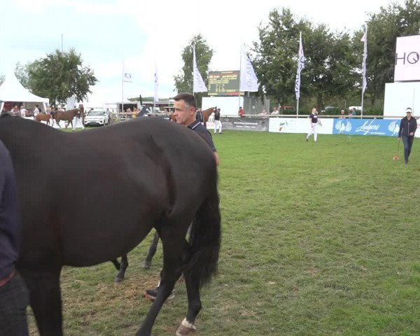 Horse24 Deutsches Fohlenchampionat 2023