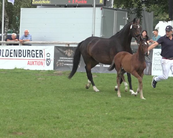 Horse24 Deutsches Fohlenchampionat 2023