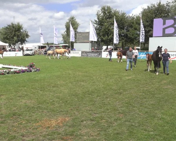 Horse24 Deutsches Fohlenchampionat 2023