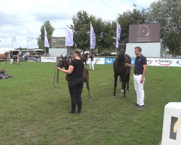 Horse24 Deutsches Fohlenchampionat 2023