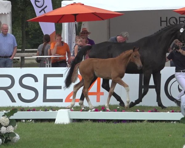 Horse24 Deutsches Fohlenchampionat 2023