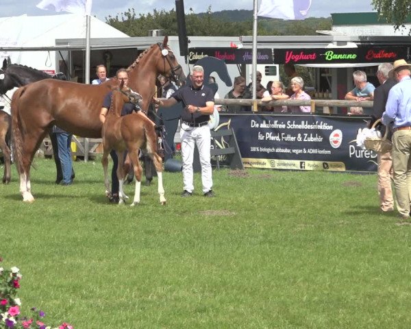 Horse24 Deutsches Fohlenchampionat 2023