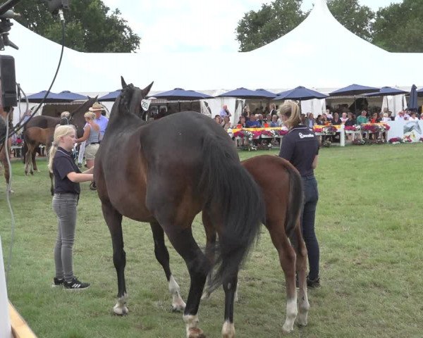 Horse24 Deutsches Fohlenchampionat 2023