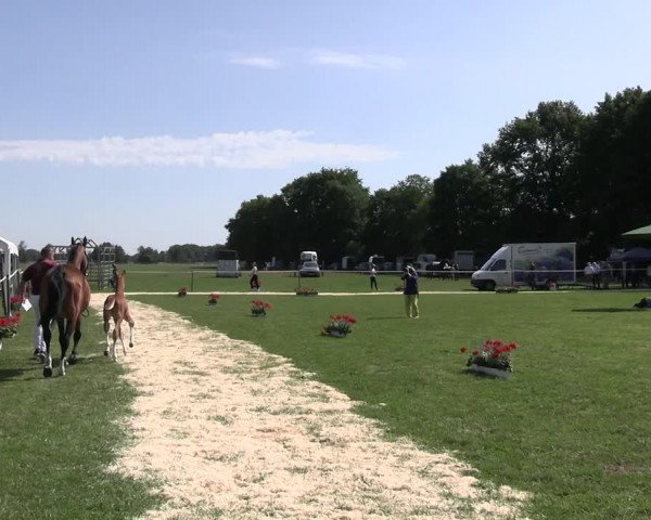Holsteiner Fohlenschau Bredenbekshorst 2023