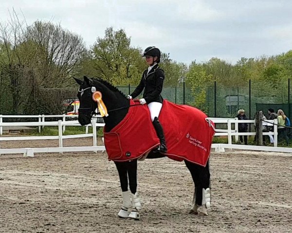 dressage horse Don L'Amour (Hanoverian, 2011, from Don Nobless)