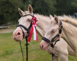 horse Golden Suprise B (German Riding Pony, 2023, from Gipfelstürmer)