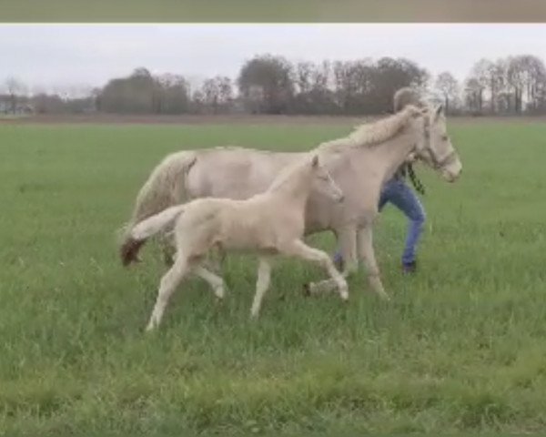 horse Glücksmoment B (German Riding Pony, 2022, from Gipfelstürmer)
