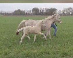 horse Glücksmoment B (German Riding Pony, 2022, from Gipfelstürmer)