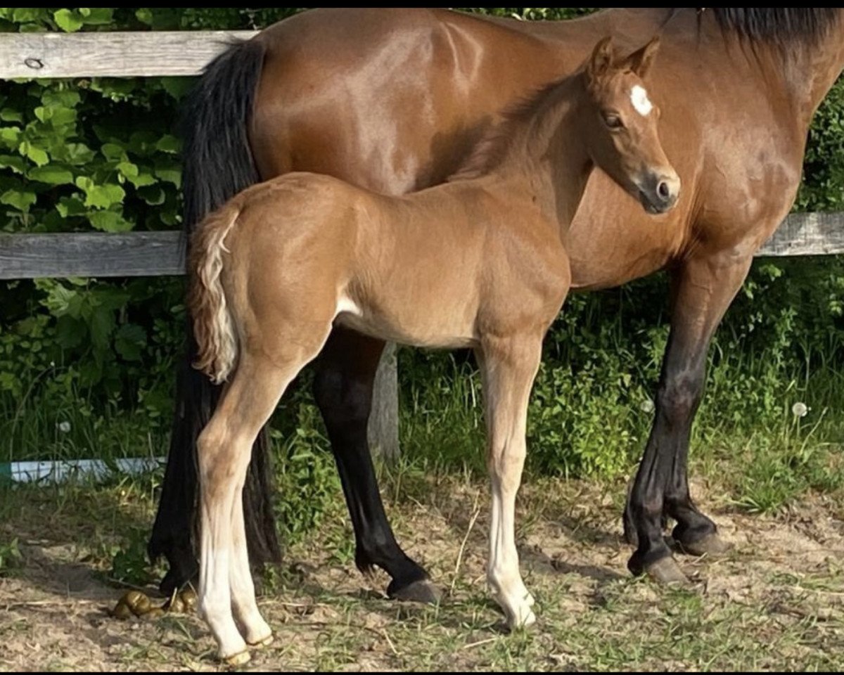 horse Cover Girl B (German Riding Pony, 2022, from DSP Cosmo Royale)