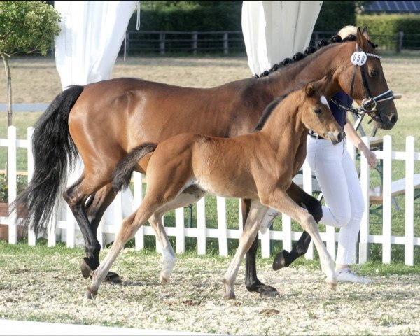 horse Hengst von DSP Cosmo Royale / Charivari (German Riding Pony, 2023, from DSP Cosmo Royale)