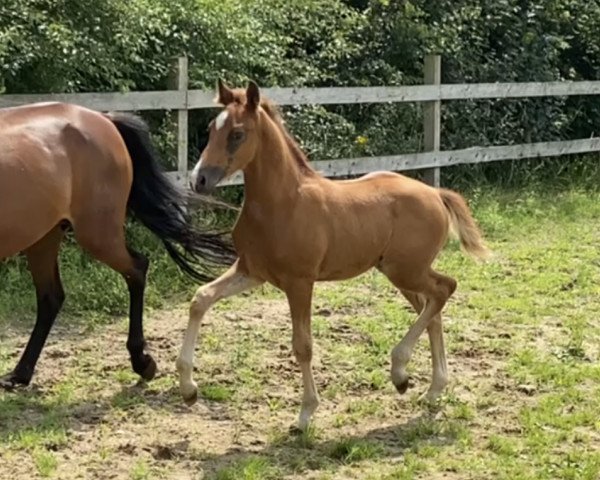 horse Hengst von DSP Cosmo Royale / Charivari (German Riding Pony, 2021, from DSP Cosmo Royale)