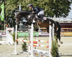 stallion Crombacher (Hanoverian, 2019, from Conthargos)