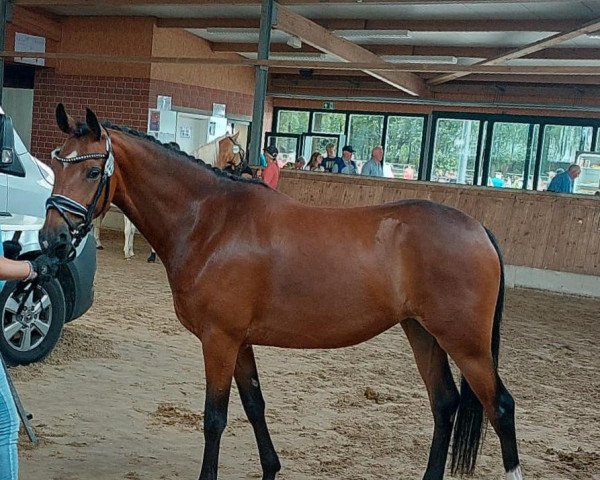 horse HK's Coeur d'amour (German Riding Pony, 2020, from Coer Noble)