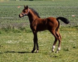 stallion Corfu de Luxe H (Holsteiner, 2023, from Corfu de La Vie)