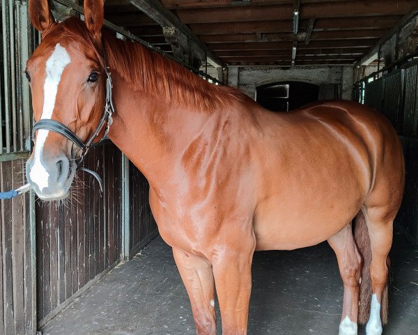horse Anni (Oldenburg, 2017, from Adoro)