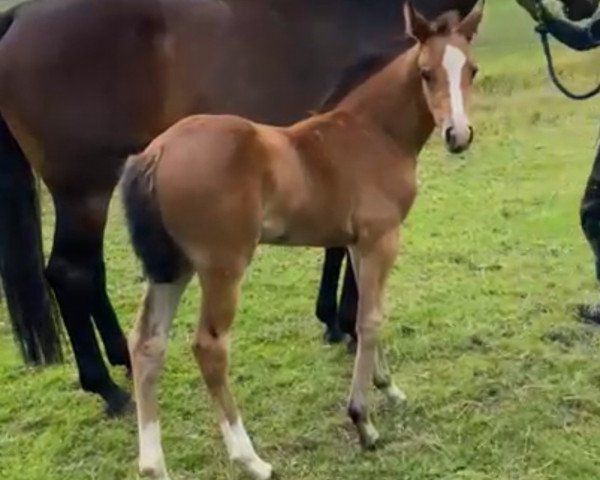 horse Rosanna H (Holsteiner, 2023, from Keaton HV)
