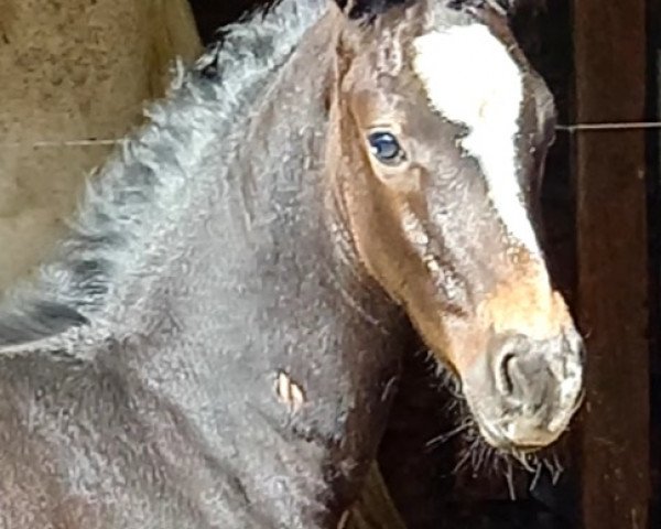 broodmare Canterra Z (Zangersheide riding horse, 2022, from Colestus)