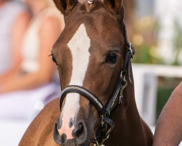 horse Dikita (German Riding Pony, 2023, from D-Gold AT NRW)