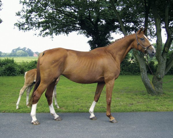 broodmare Ma Dorothee V (Westphalian, 1994, from Mon Chèri)