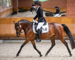 Zuchtstute Gina Royale (Deutsches Reitpony, 2019, von Grand Royale)