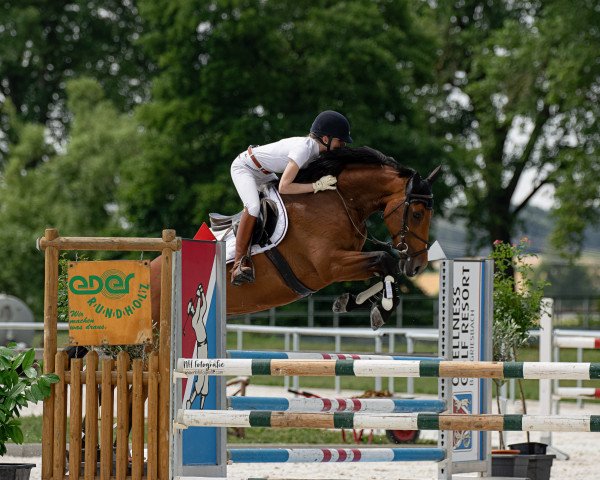 jumper Cascabella E (German Warmblood, 2014, from Cascavelle NT)
