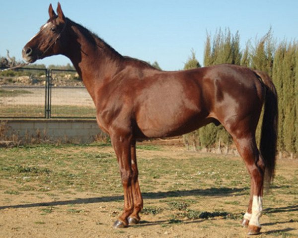 stallion Griot de Mara AA (Anglo-Arabs, 1994, from Iago C AA) stallion Griot de Mara AA (Anglo-Arabs, 1994, from Iago C AA)