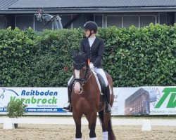 dressage horse Carlos F 4 (Hanoverian, 2018, from Cascadello)